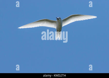 White Tern (Gygis alba Candida), gemeinsame White-Tern, gemeinsame Feenseeschwalbe, Laridae Stockfoto