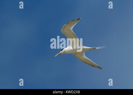 Great Crested Tern, Swift Tern (Thalasseus bergii thalassinus), nicht-Zucht Gefieder im Flug, Stockfoto