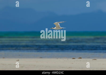 Great Crested Tern, Swift Tern (Thalasseus bergii thalassinus), nicht-Zucht Gefieder Stockfoto