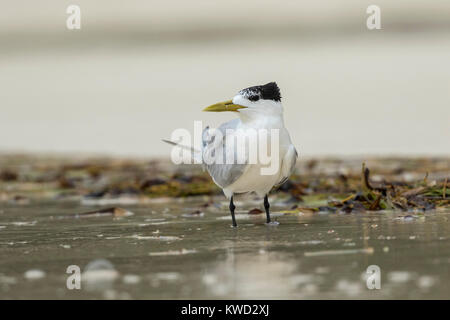Great Crested Tern, Swift Tern (Thalasseus bergii thalassinus), nicht-Zucht Gefieder Stockfoto