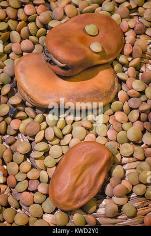 Getrocknete Puffbohnen (Vicia faba var. major) und Braune Linsen (Lens culinaris) Stockfoto