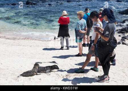 Touristen fotografieren Seelöwen am Strand, Espanola Island, Galapagos, Ecuador Südamerika Stockfoto