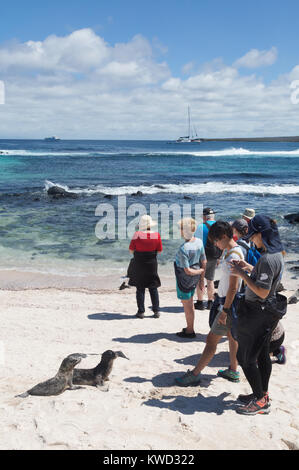 Touristen fotografieren Galapagos Seelöwen, Espanola Island, Galapagos, Ecuador Südamerika Stockfoto