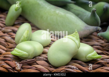 Puffbohnen (Vicia faba) in Schoten und Samen Stockfoto