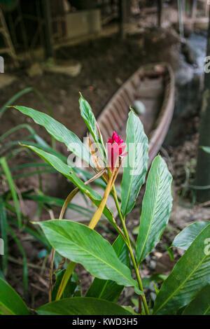 Blume und traditionelle Thai Boot im Coconut Sugar Plantation, Tambon Kradangnga, Samut Songkhram, Thailand Stockfoto