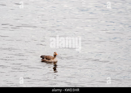 Single Grey Goose, Anser anser, Schwimmen auf der Alster in Hamburg. Stockfoto