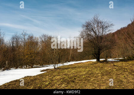 Der Frühling kommt zu verschneiten Berg. gemischter Wald am Hang mit Schnee und verwitterten Gras. schneebedeckten Gipfel des Berges in einem Abstand gesehen wird, Stockfoto