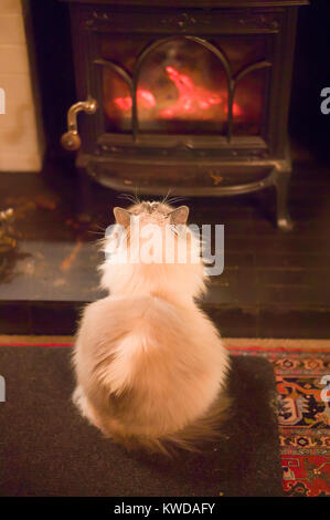 Vordersitz für Wärme und Komfort. Ein erwachsener Ragdoll Katze sitzt auf einer Matte vor einem lodernden Feuer in einem geschlossenen Kaminofen im Winter in Großbritannien Stockfoto