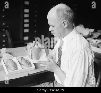 Prof. Charles Gilmore der Smithsonian Institution mit fossilen Dinosaurier Eier, 1924. Gilmore, Kurator der fossilen Reptilien, am 24 fossilen Rekonstruktionen arbeitete für das Museum (BSLOC 2016 10 22) Stockfoto