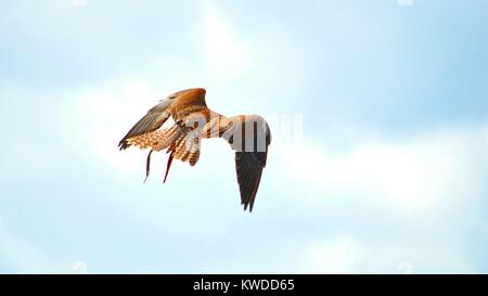 Sakerfalke oder Wanderfalken Fliegen isoliert auf den blauen Himmel während einer Ausstellung der Falknerei, in Terra Natura Murcia, Spanien Stockfoto