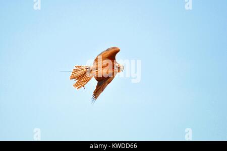 Sakerfalke oder Wanderfalken Fliegen isoliert auf den blauen Himmel während einer Ausstellung der Falknerei, in Terra Natura Murcia, Spanien Stockfoto