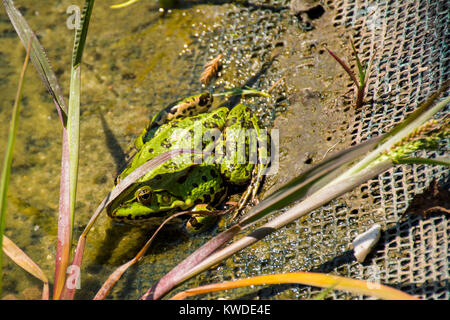 Grüner Frosch namens Pelophylax kl. esculentus mit braunen Flecken sitzen an der Grenze Teich Stockfoto