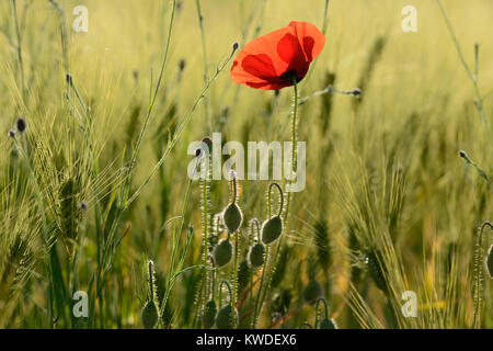 Weizenfeld mit einem einzigen Roter Mohn wächst, Frankreich, Europa Stockfoto