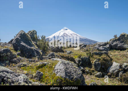 Vulkan Cotopaxi, Ecuador mit Flechten bedeckt Felsbrocken aus Vergangenheit Eruptionen geworfen in den Vordergrund. Einer der höchsten aktiven Vulkane der Welt Stockfoto