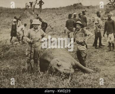 Theodore Roosevelt und unbekannter Mann über ein nilpferd getötet. Im Hintergrund sind afrikanische Arbeiter, die das Tier wird die Haut an. July-Dec. 1909 Während des Smithsonian - Roosevelt African Expedition (BSLOC 2017 8 9) Stockfoto
