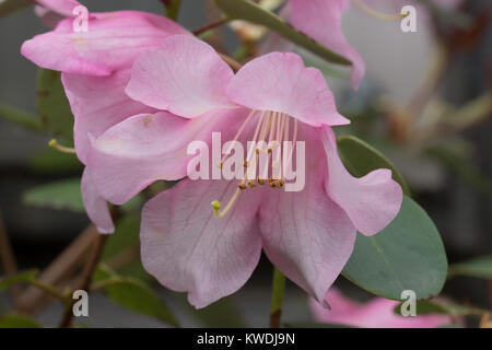 Bis nahe an den Blüten der Rhododendron williamsianum, beheimatet in China Stockfoto