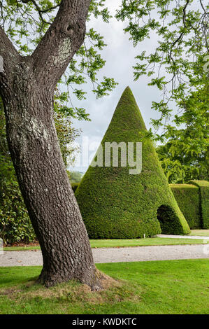 Antony House, Torpoint, Cornwall, UK. Eine 10 m hohe formgehölze Kegel in abgeschnitten Eibe in der formalen Gärten in der Nähe dieses 18c Haus Stockfoto