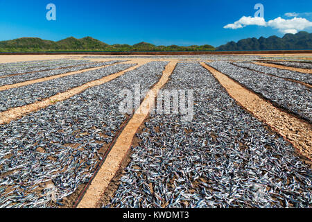 Eine Menge getrockneter Fisch unter Sun Stockfoto