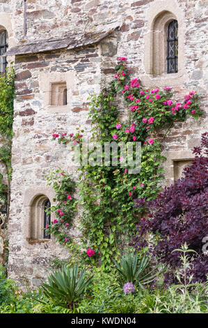 Cotehele, Saltash, Cornwall, UK. Eine weitgehend unveränderte Tudor House ursprünglich von 1300 zurückgeht, mit schönen Gärten Stockfoto