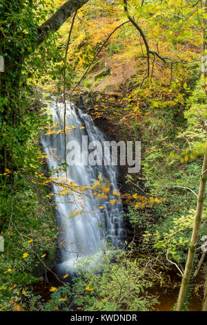 Fallen, Foss, Sneaton Wald, North Yorkshire, England Stockfoto