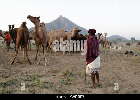Ein Kamel Händler mit seiner Herde während der jährlichen Pushkar Camel Fair, Pushkar, Rajasthan, Indien Stockfoto