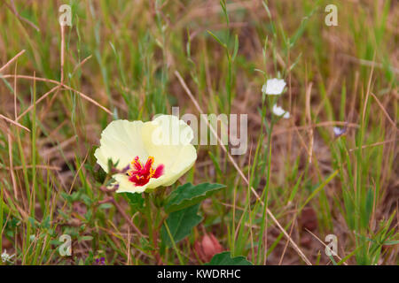 Wilde gelbe und rote rustikalen Blumen blühen im Frühjahr Stockfoto