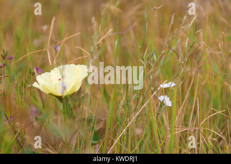 Wilde gelbe und rote rustikalen Blumen blühen im Frühjahr Stockfoto
