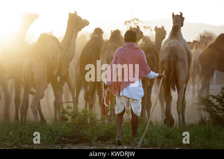 Ein Kamel Händler mit seiner Herde während der jährlichen Pushkar Camel fair, im goldenen Licht, Pushkar, Rajasthan, Indien Stockfoto
