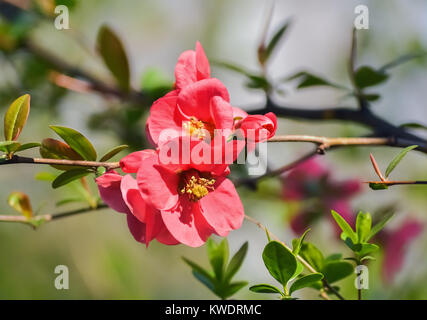 Nahaufnahme der eine blühende rote Blume in einem schönen Frühlingstag Stockfoto
