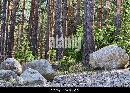 Detail von einem dichten Wald und große Steine unter den Bäumen Stockfoto