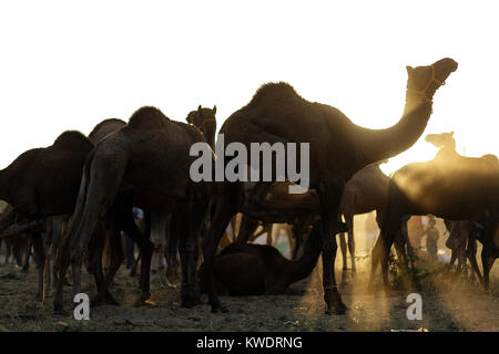 Szene in Pushkar Camel Fair, in der Nähe der Herde Kamele mit Sonnenstrahlen hinter Ihnen, Pushkar, Rajasthan, Indien Stockfoto