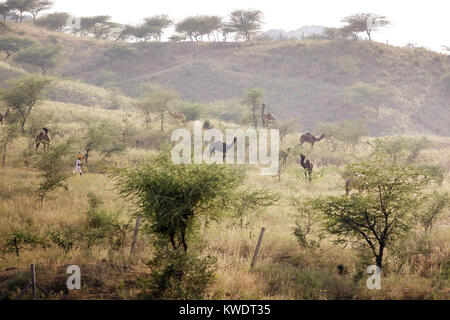 Szene in Pushkar Camel Fair, Kamele weiden auf dem Hügel in einem Dornbusch, Pushkar, Rajasthan, Indien Stockfoto