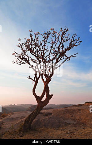 Baum im Sonnenuntergang Himmel, Hampi, Indien Stockfoto