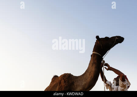 Szene in Pushkar Camel Fair, Händler zu zähmen, ungehorsam Kamel, Rajasthan, Indien Stockfoto