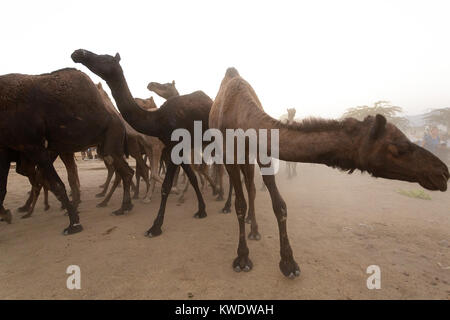 Szene in Pushkar Camel Fair, Seite Portrait von einem Kamel mit der Herde, Rajasthan, Indien Stockfoto