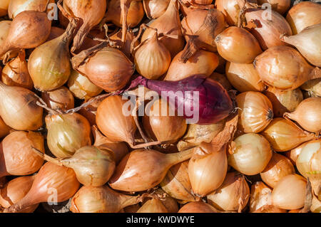 Full Frame Nahaufnahme von einem Haufen gelbe Zwiebel Sämlinge und einer einzigen roten Zwiebeln, die sich vom Rest abhebt. Stockfoto