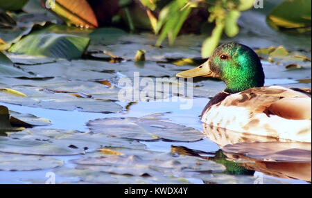 Stockente Männchen schwimmen im Sumpf von Lily Pads am frühen Morgen umgeben Stockfoto