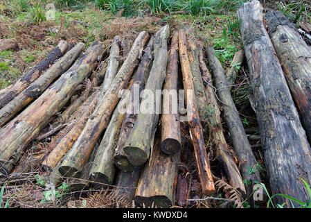 Stapel von gefällten Bäumen und gehackte Protokolle aufgetürmt in Broxbourne Woods, Winter, Großbritannien Stockfoto