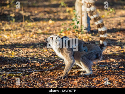 Ring-tailed Lemur (Lemur catta) Mama mit Baby auf dem Rücken. Berenty Private Reserve. Madagaskar, Afrika. Stockfoto