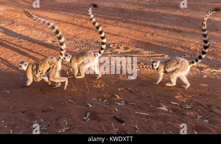 Eine Truppe von Kattas (Lemur catta) Roaming auf dem Boden der Berenty Private Reserve. Madagaskar, Afrika. Stockfoto