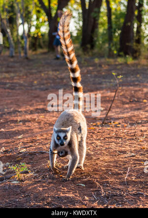 Ring-tailed Lemur (Lemur catta) Mutter und Baby an der Berenty Private Reserve. Madagaskar, Afrika. Stockfoto
