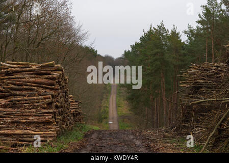 Stapel der Protokolle in Broxbourne Woods, der aus einem Pfad durch ein Tal auf privatem Land führenden, Großbritannien Stockfoto