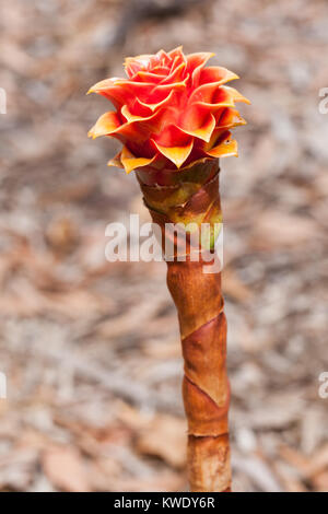 Back scratcher Ingwer (Tapeinochilos ananassae) Fruchtkörper Infructescence. Daintree River. Queensland. Australien. Stockfoto