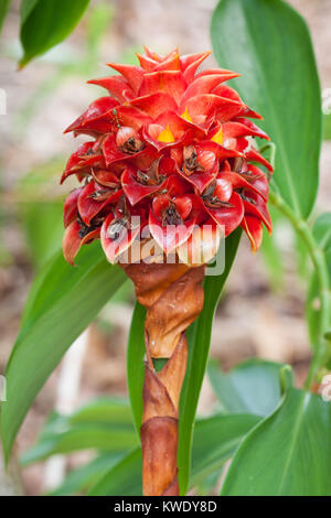 Back scratcher Ingwer (Tapeinochilos ananassae) Fruchtkörper Infructescence. Daintree River. Queensland. Australien. Stockfoto