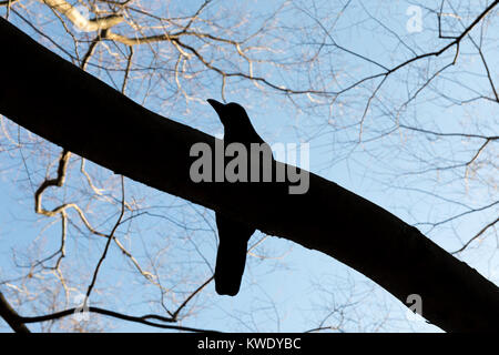 Japanische Dschungel Krähe in Baum, Zenpukuji Park, Tokio Stockfoto