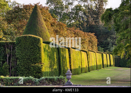 Antony House, Torpoint, Cornwall, UK. Ein Kaninchen springt aus der abgeschnittene Eiben Hecke in der formalen Gärten dieser 18c Mansion Stockfoto