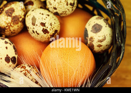 Eier von Hühner und Wachteln in den Korb Stockfoto