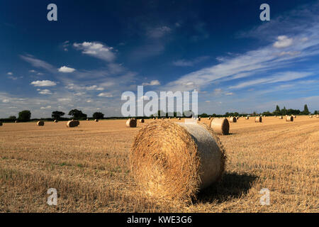 Sommer, Strohballen in Weizen Felder in der Nähe von Ely, Stadt, Flussauen, Cambridgeshire, England, Großbritannien Stockfoto