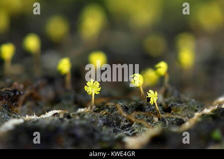 Golden Schleimpilze Physarum viride var. aurantiacum, Stockfoto