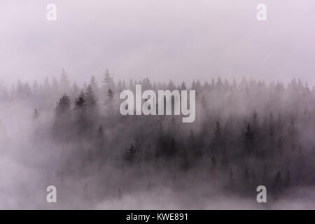 Nebel über Pinienwälder. Misty Morning view in nassen Bergwelt. Stockfoto